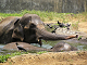 Online elefant puslespill for barn
