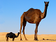 Vanskelig kamel puslespill