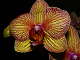 Vanskelig orkide puslespill