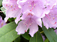Vanskelig rhododendron puslespill