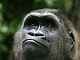 Vanskelig gorilla puslespill