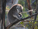 Legg Koala puslespill
